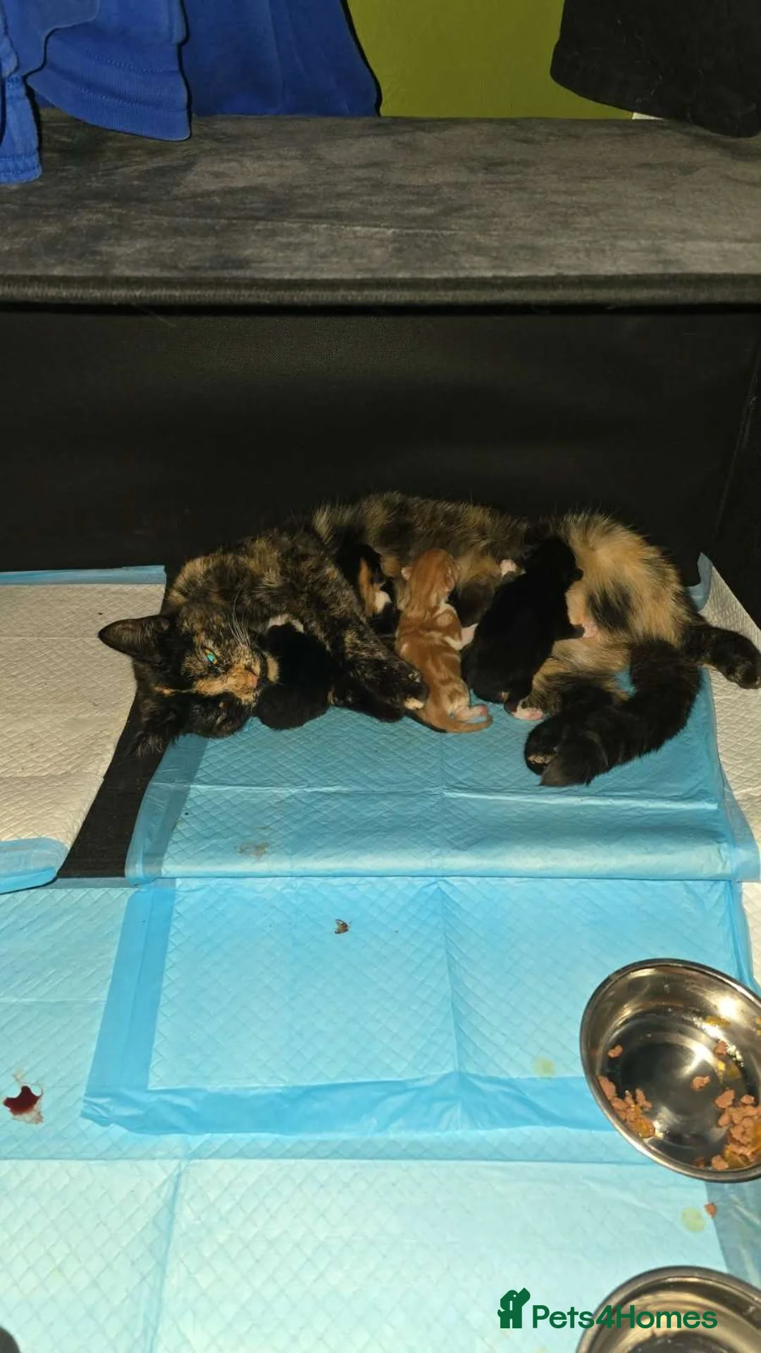 Mixed Breed cats for sale: Black and white male in Pontefract - Advert 2