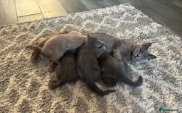 British Shorthair cats for sale: Beautiful British short hair kittens  in Manchester - Image 26
