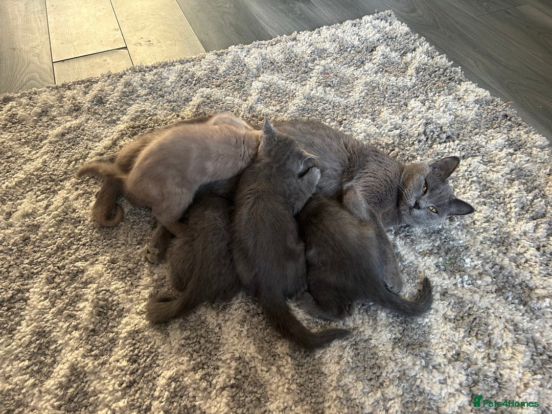 British Shorthair cats for sale: Beautiful British short hair kittens  in Manchester - Image 26