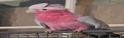 Cockatoo birds for sale: Galah Cockatoo  in Grimsby - Advert 3