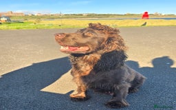 Cocker Spaniel dogs for sale: Cocker Spaniel puppies - Advert 9