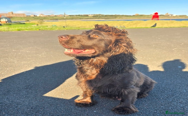 Cocker Spaniel dogs Cocker Spaniel puppies - Advert 1