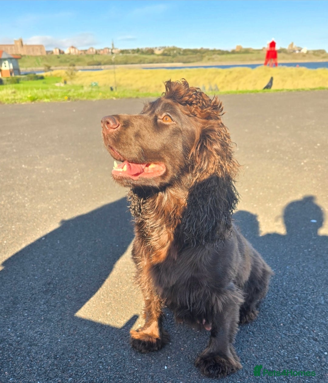 Cocker Spaniel dogs for sale: Cocker Spaniel puppies - Advert 9