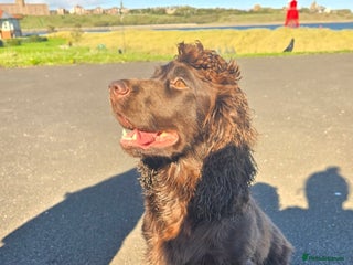 Cocker Spaniel dogs Cocker Spaniel puppies - Advert 6