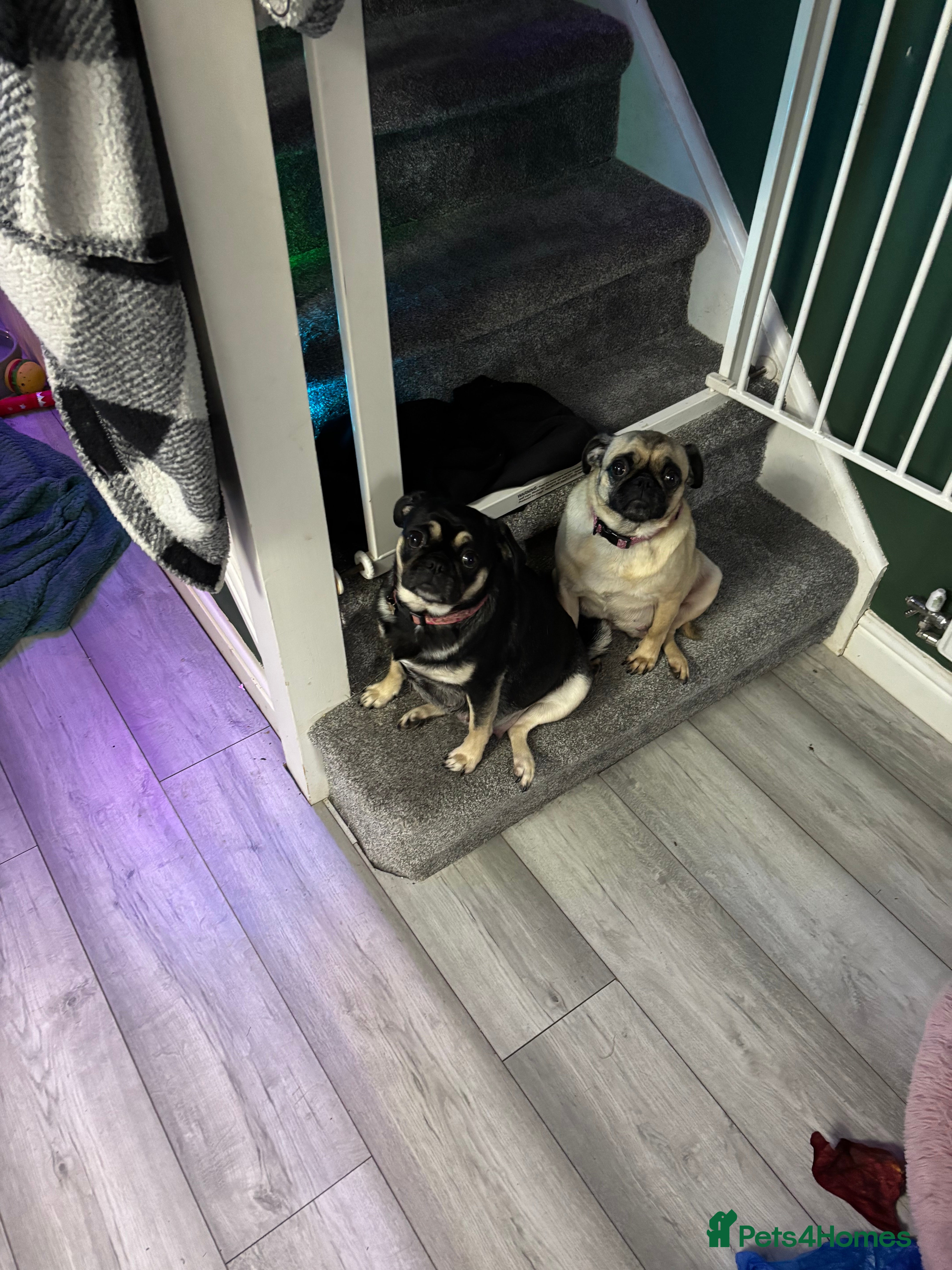 Pug dogs Pure pug puppies  - Advert 1