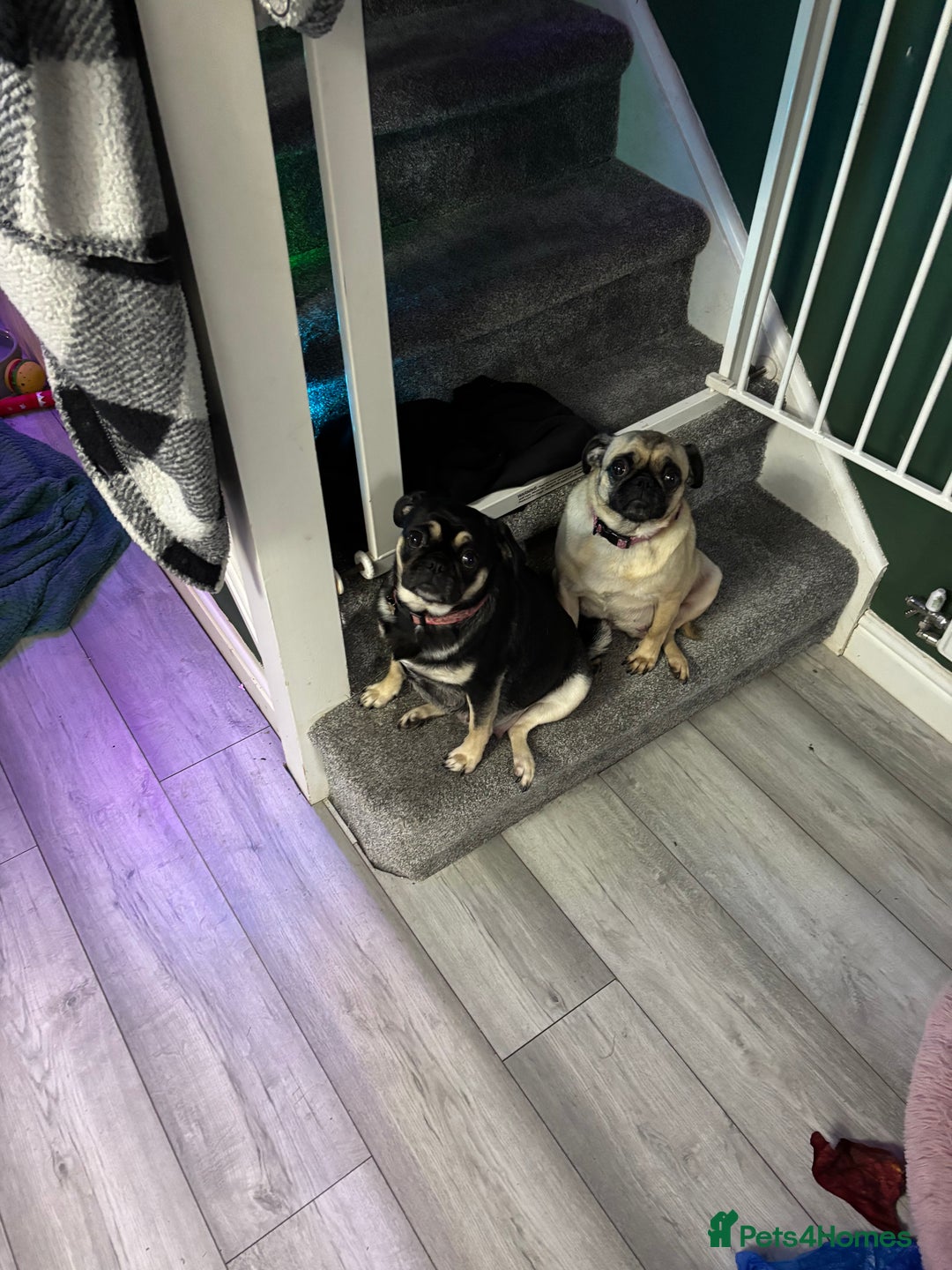 Pug dogs for sale: Pure pug puppies  - Advert 1