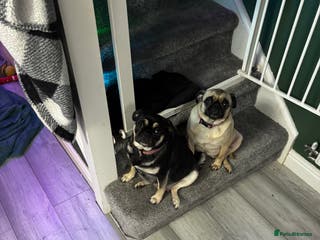 Pug dogs Pure pug puppies - Advert 4