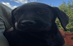 Labrador Retriever dogs for sale: Beautiful lab female puppy  - Image 8