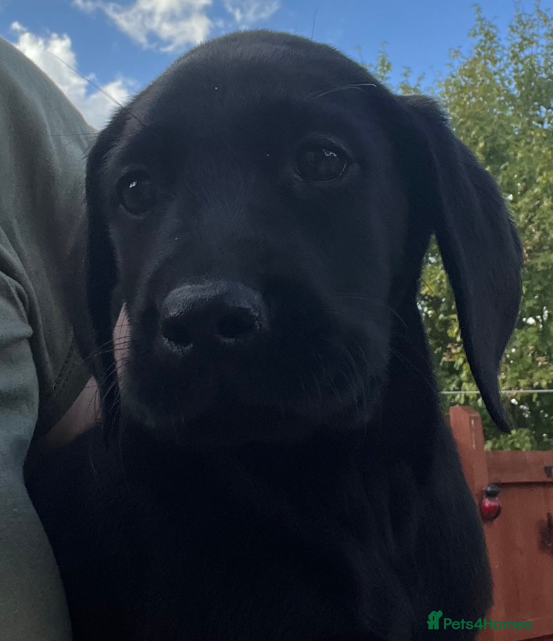 Labrador Retriever dogs for sale: Beautiful lab female puppy  - Image 8