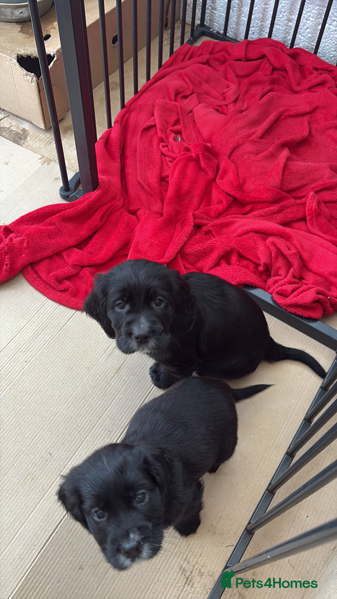 Cocker Spaniel dogs for sale: Beautifully marked Cocker Spaniel Pups For Sale - Advert 21