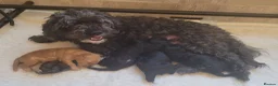 Cavapoo dogs for sale: F1B Toy Cavapoo Puppies-Extensively health tested - Advert 1