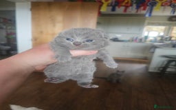 British Shorthair cats for sale: BSH Blue pedigree kittens for sale - Image 4