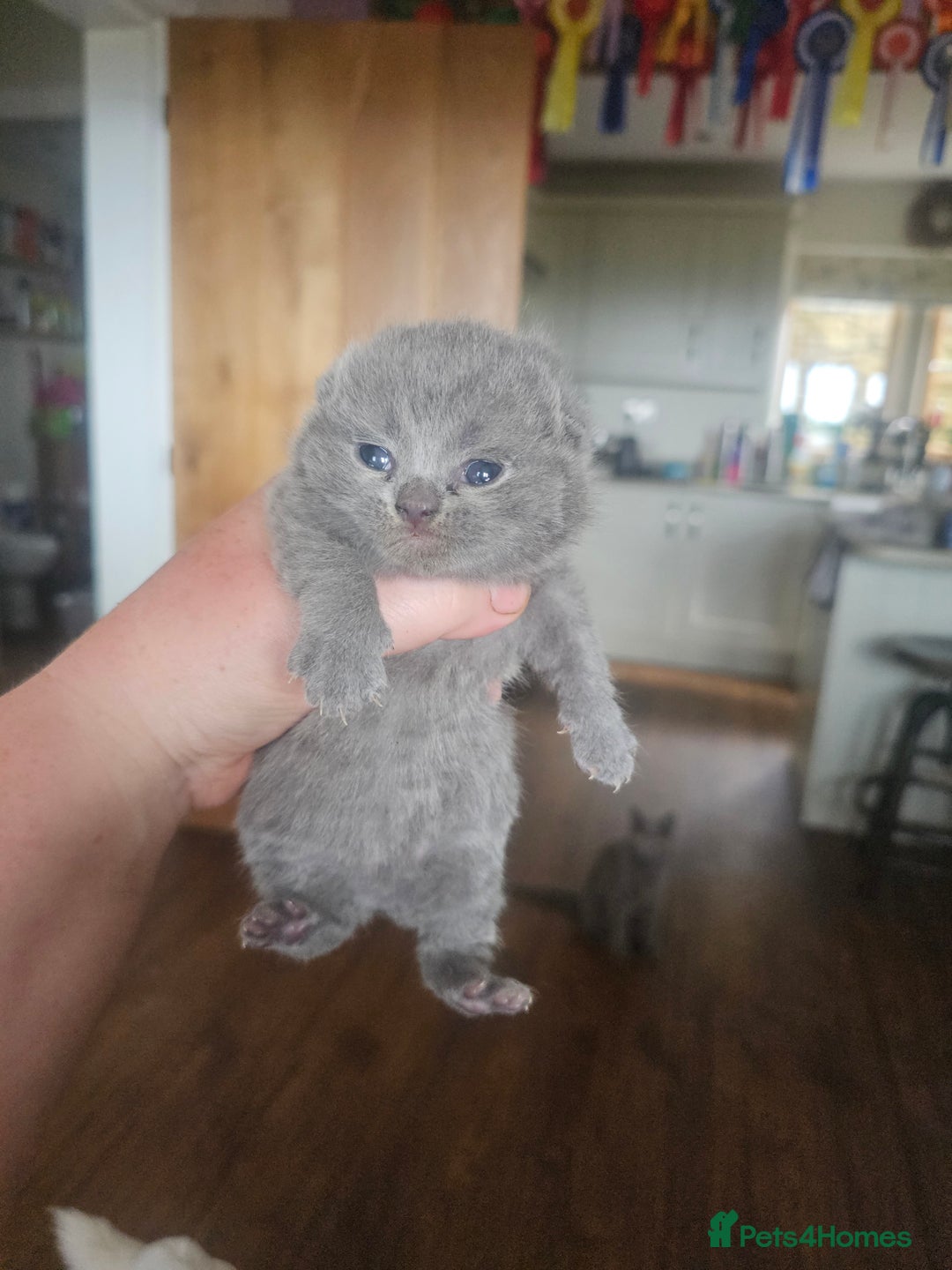 British Shorthair cats for sale: BSH Blue pedigree kittens for sale - Image 4