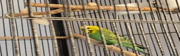 Budgerigars birds for sale: Green budgie for Sale - Folkestone £115 ONO.  in Folkestone - Advert 3