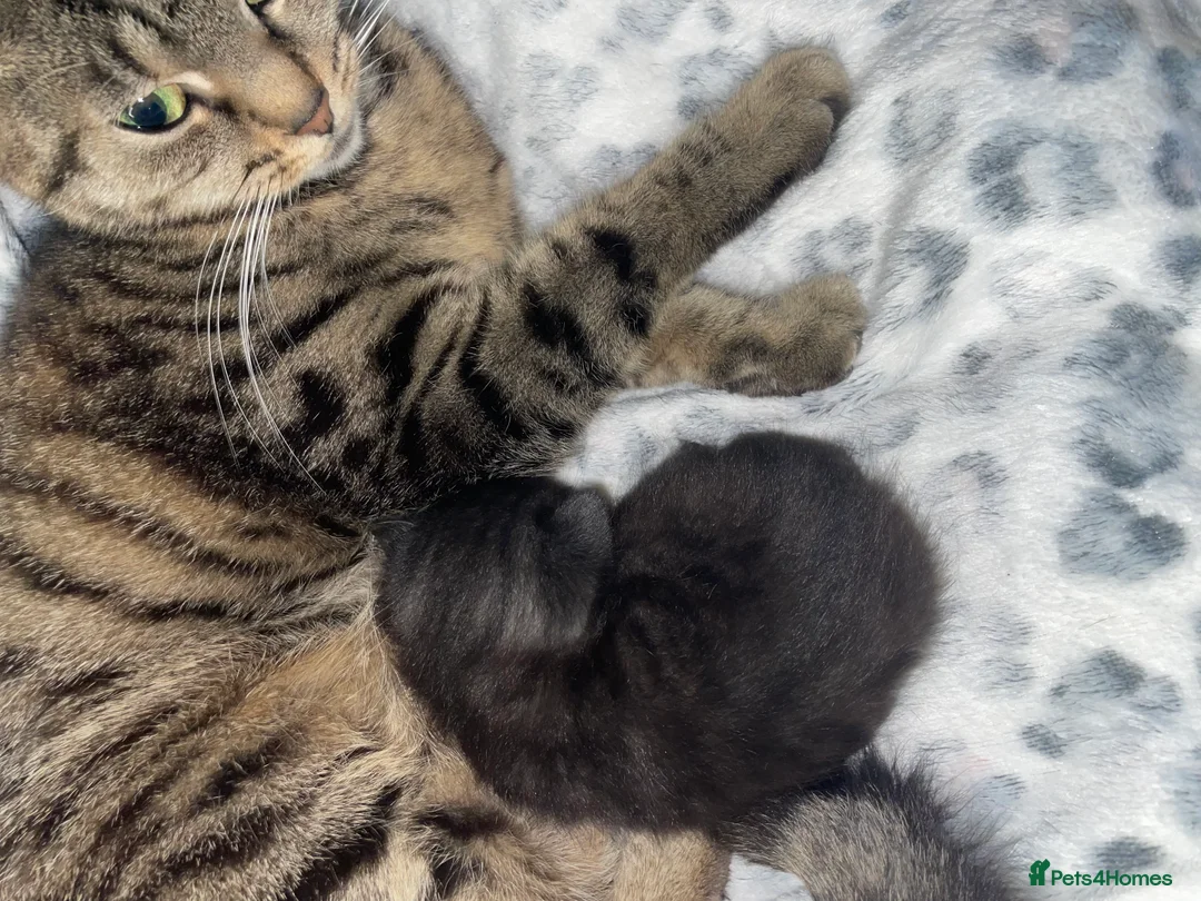 Mixed Breed cats for sale: Beautiful black kitten - Advert 7