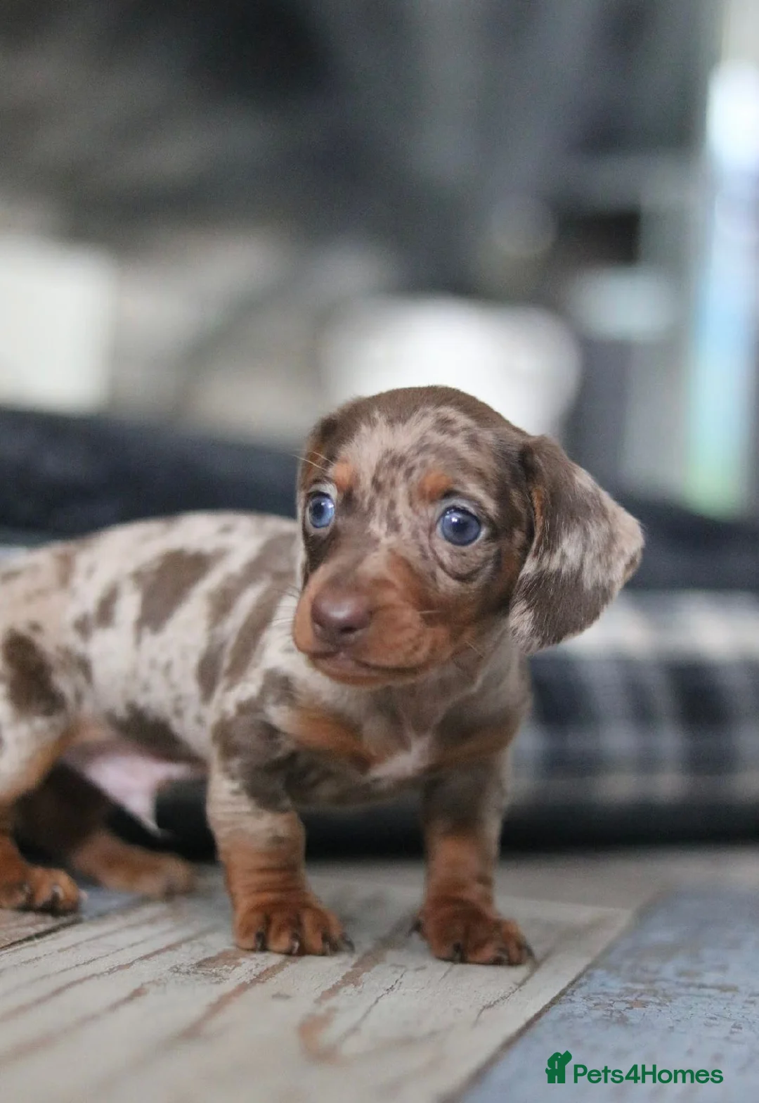 Miniature Dachshund dogs for sale: Male miniature Dachshund  - Advert 2