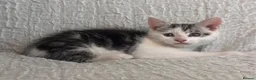 Maine Coon cats for sale: STUNNING MAINE COON KITTENS - Advert 15
