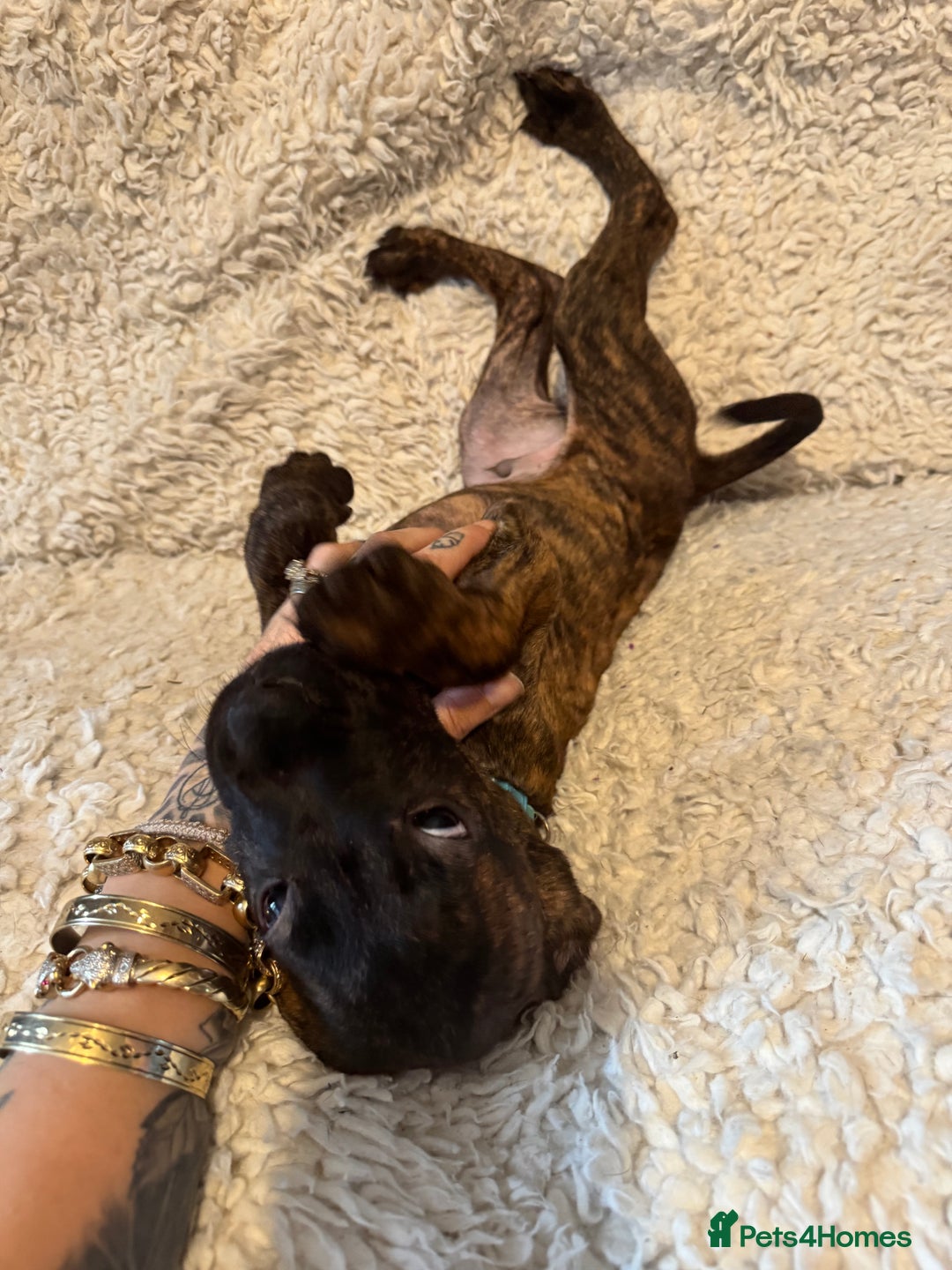 Cane Corso dogs for sale: Beautiful Litter Of Cane Corso Puppys - Image 23