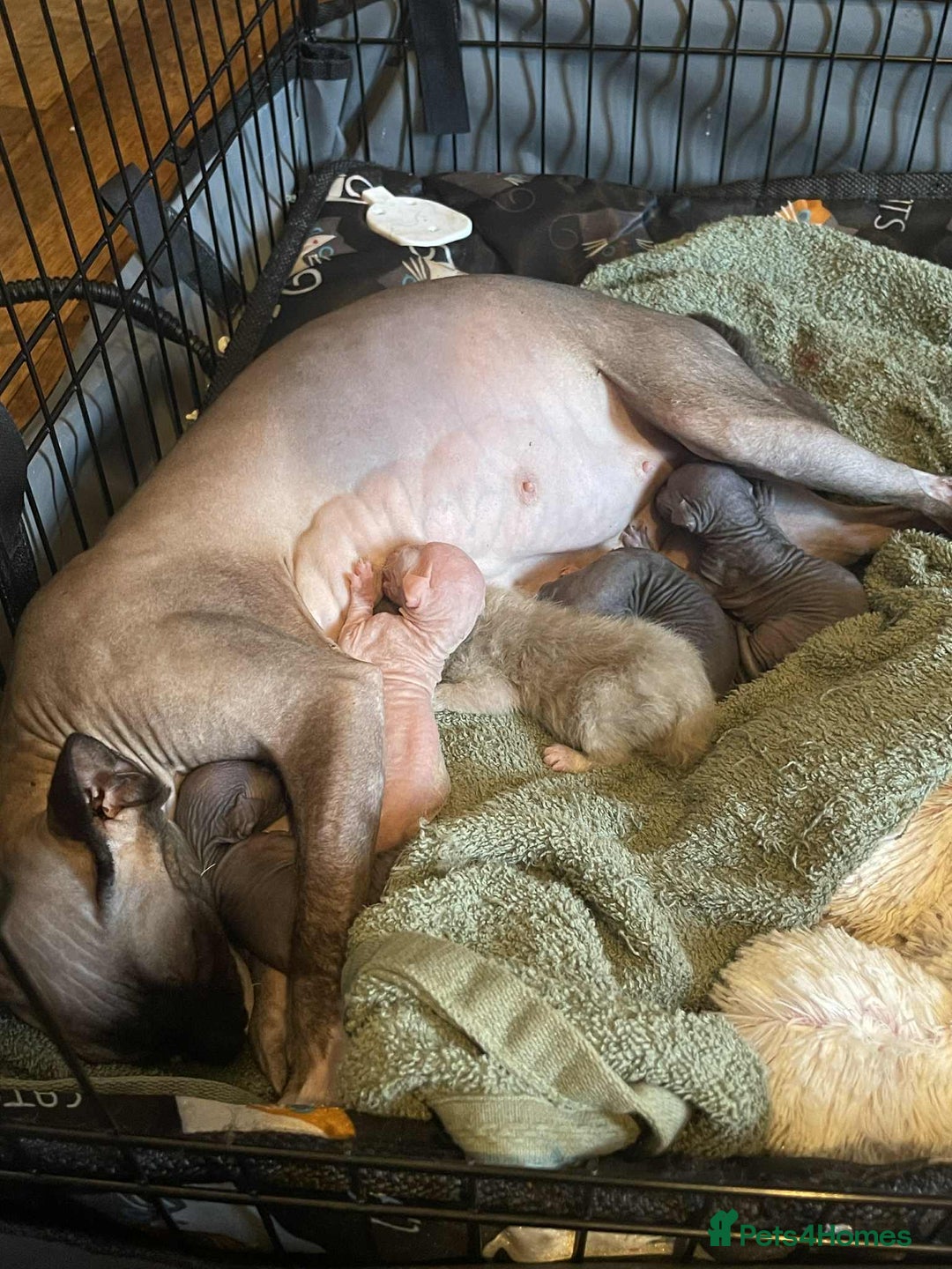 Sphynx cats for sale: Sphynx kittens  - Image 9