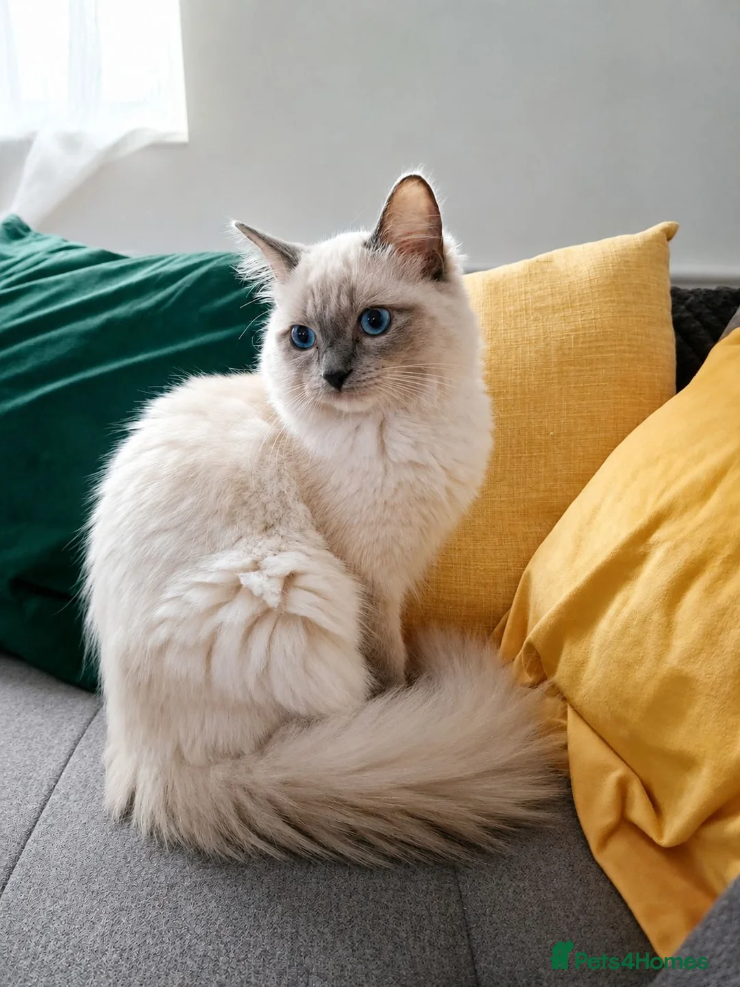 Ragdoll cats for sale: 👑Grand Champion Bloodlines Ragdoll Kittens👑 - Advert 2