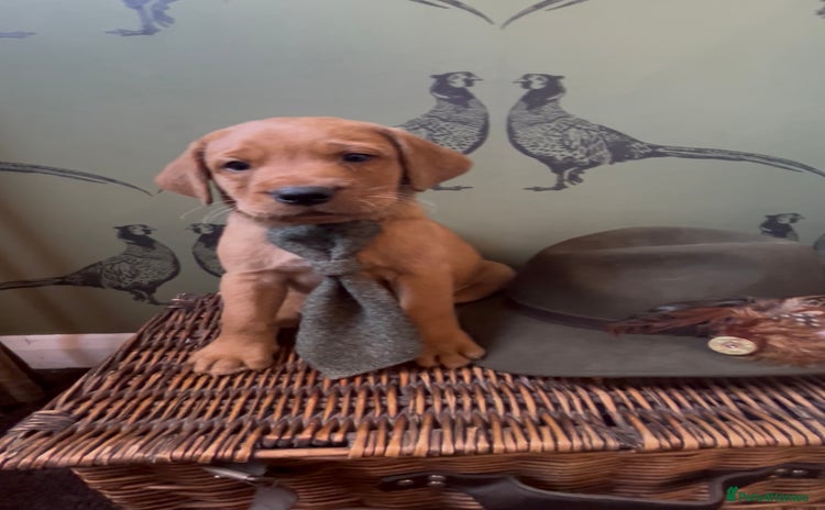 Labrador Retriever dogs - Advert 12
