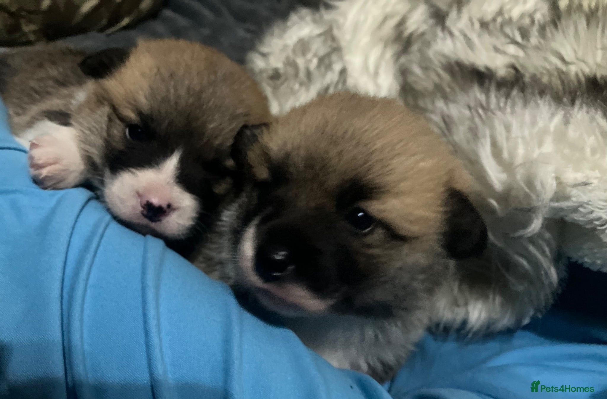 Welsh Corgi Pembroke dogs 2 Pembroke Corgi girls available - Advert 1