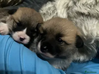 Welsh Corgi Pembroke dogs 2 Pembroke Corgi girls available - Advert 1