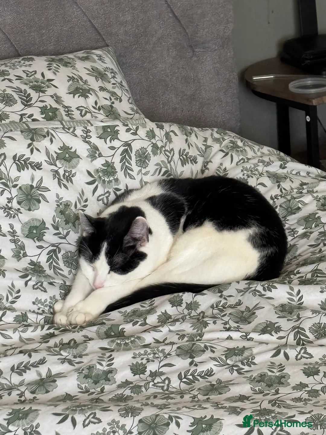 Mixed Breed cats for sale: Eclipse - Advert 13