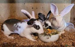 Belgian Hares rabbits for sale: 'Koda' chocolate&white butterfly Belgian Hare buck - Image 3