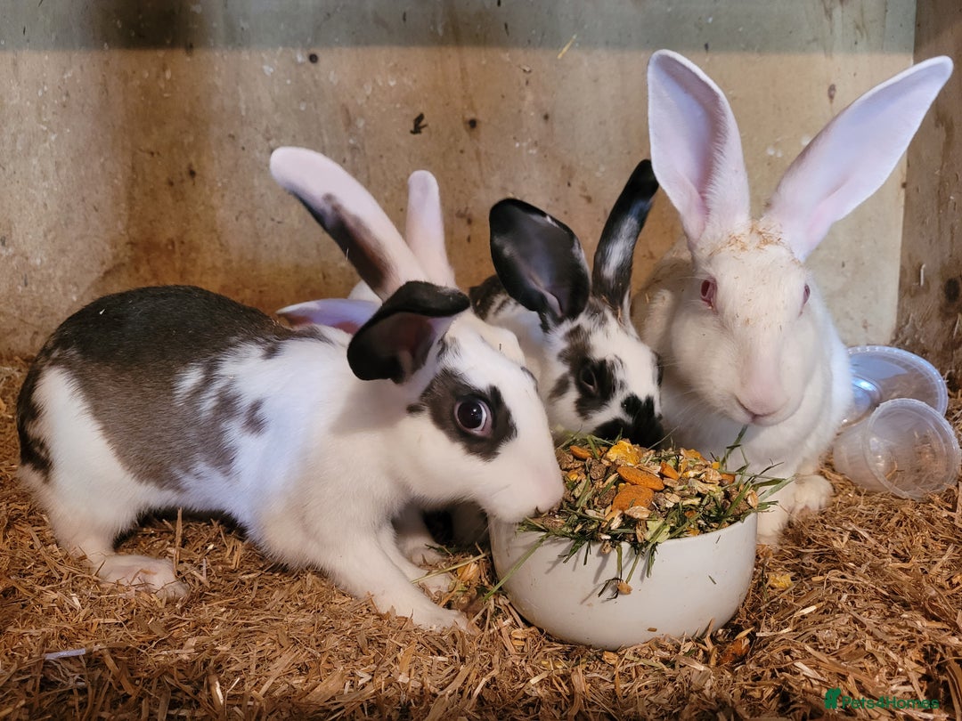 Belgian Hares rabbits for sale: 'Koda' chocolate&white butterfly Belgian Hare buck - Image 3