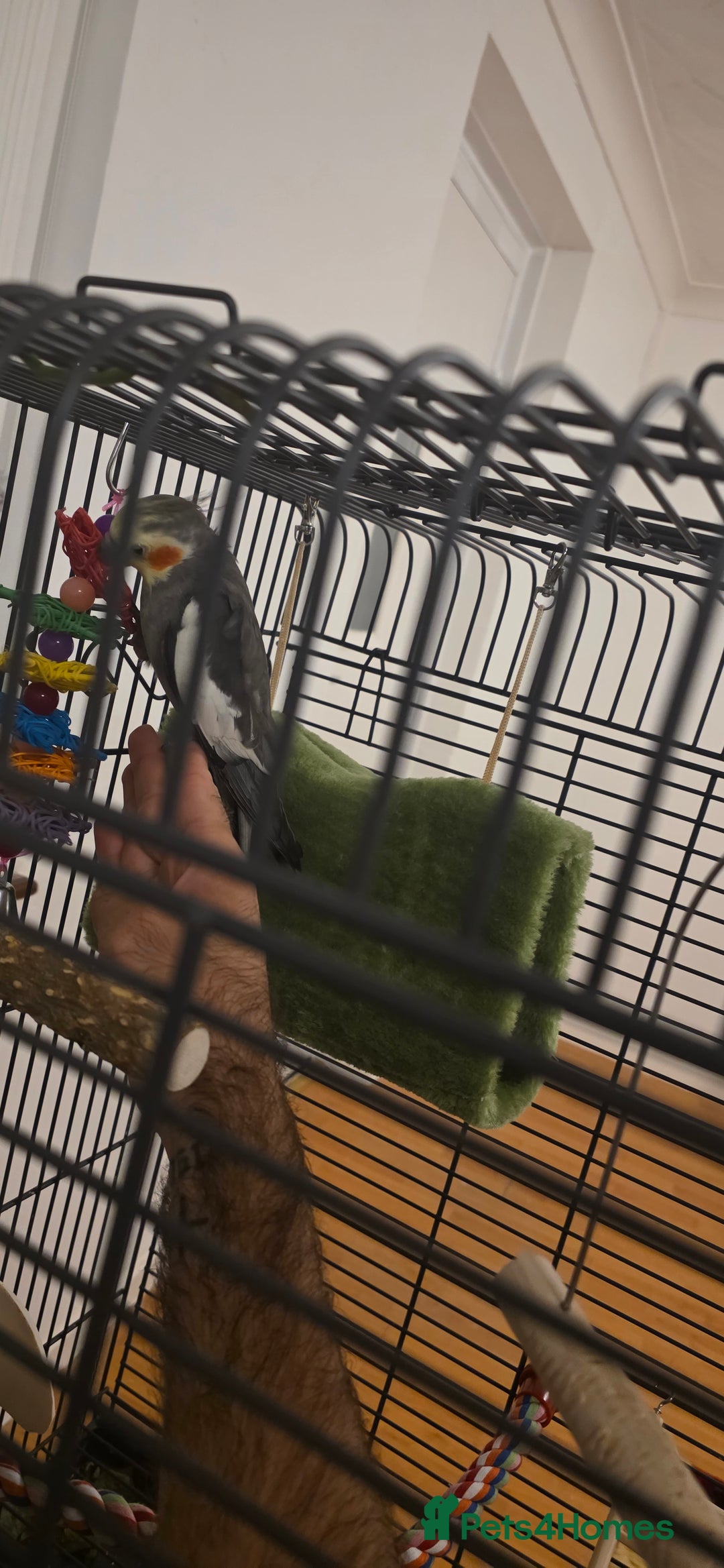 Cockatiels birds for sale: Cockatiel  - Image 3