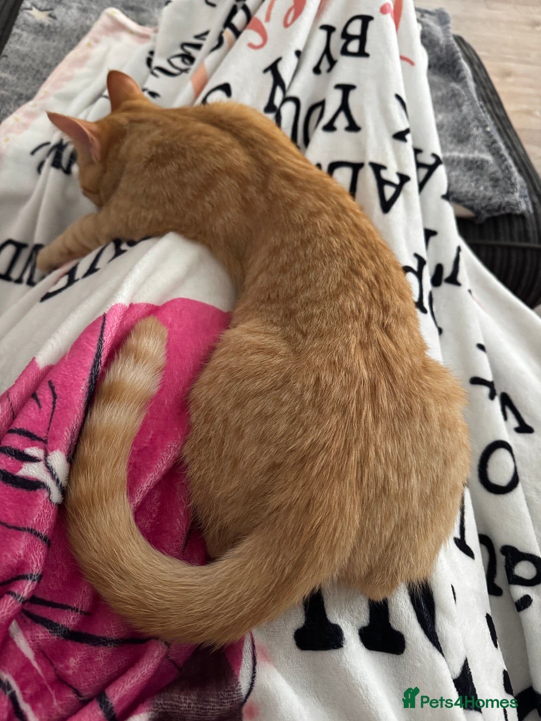 British Shorthair cats for sale: 2 beautiful 18 month old cats  - Advert 7