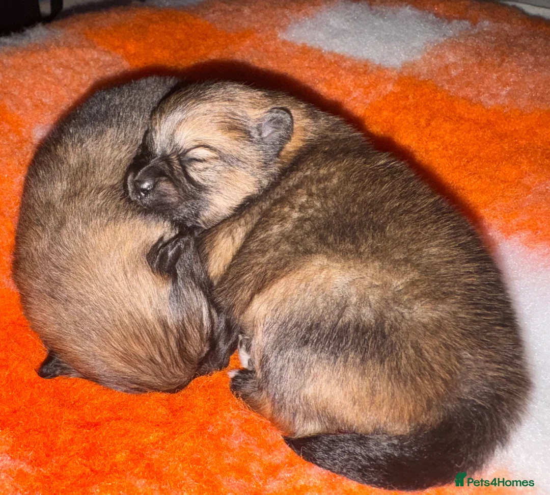 Pomeranian dogs for sale: BEAUTIFUL POMERANIAN GIRLS AVAILABLE  - Advert 10