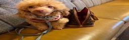 Toy Poodle dogs for stud: Famously known Toy Poodle Stud in Swindon - Advert 4