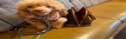 Toy Poodle dogs for stud: Famously known Toy Poodle Stud in Swindon - Advert 4