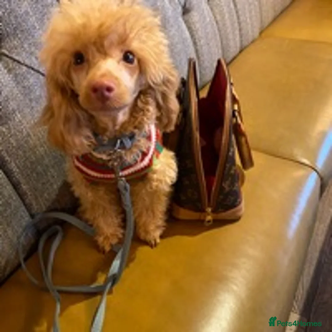 Toy Poodle dogs for stud: Famously known Toy Poodle Stud in Swindon - Advert 4