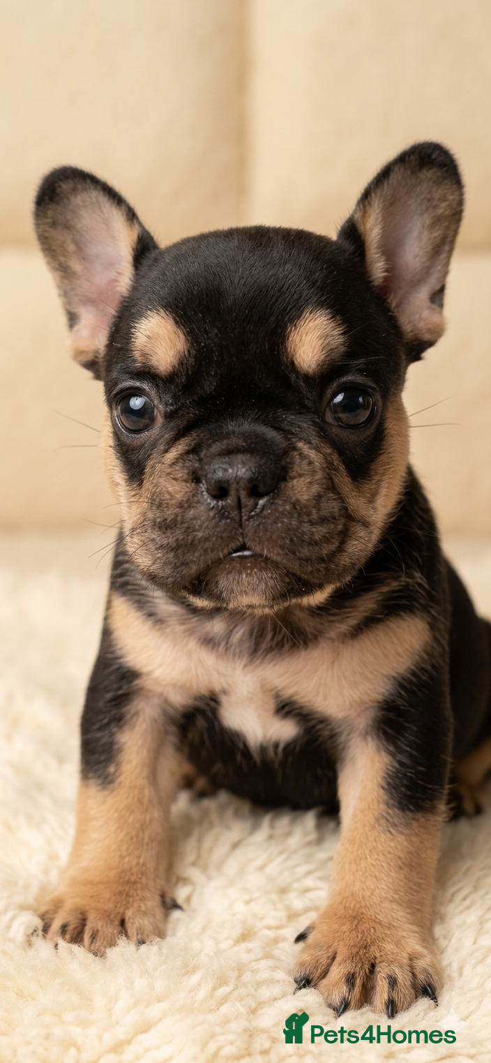 French Bulldog dogs Stunning Frenchie babies - Advert 10