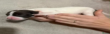Sprocker 4