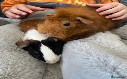 Guinea Pig rodents for sale: Bonded pair of male guineapigs. 1 adult 1 younger - Image 12