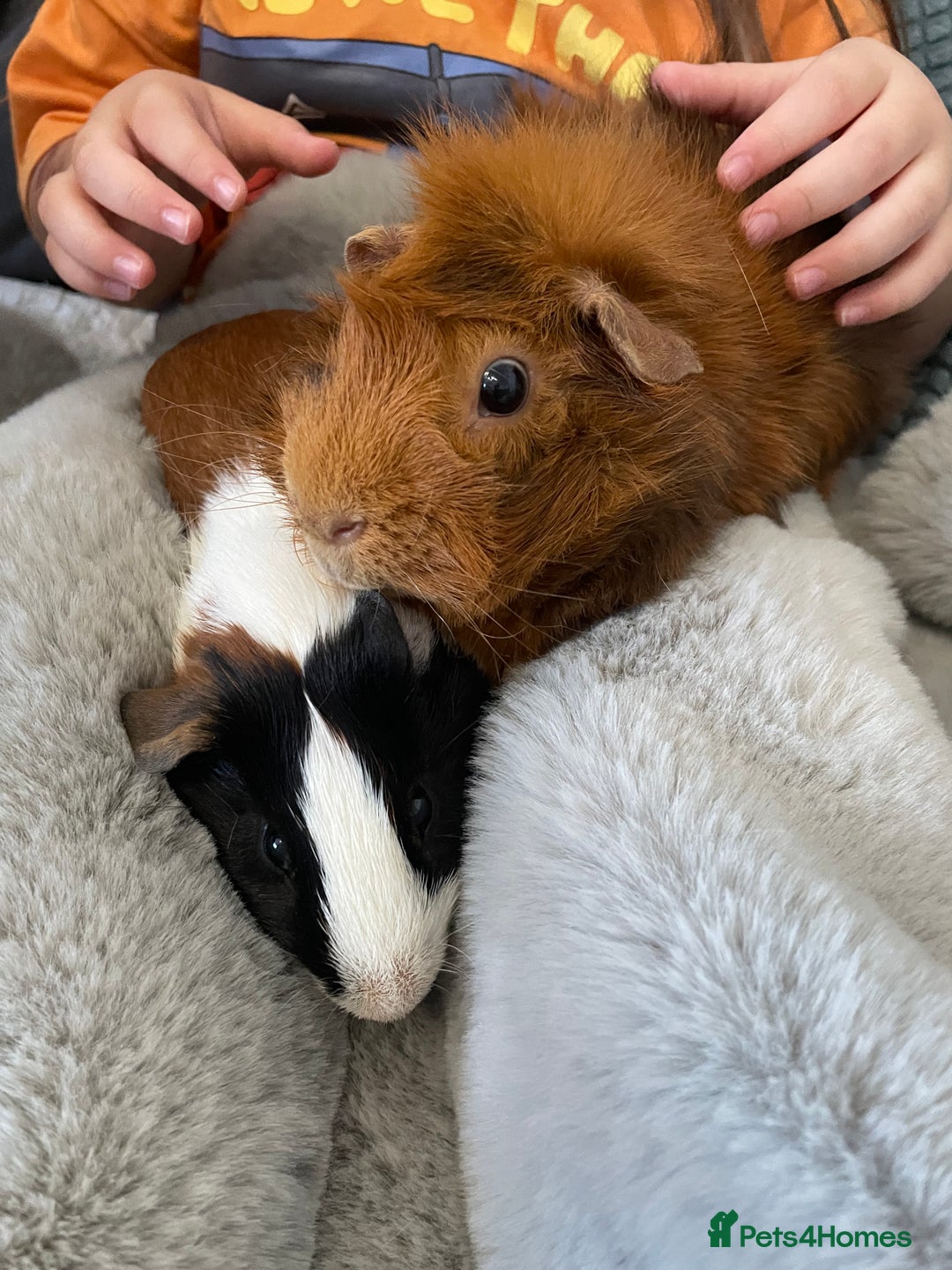 Guinea Pig rodents for sale: Bonded pair of male guineapigs. 1 adult 1 younger - Image 12