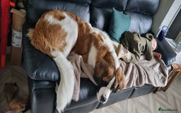 Saint Bernard dogs for sale: 1 year old saint bernard - Image 3