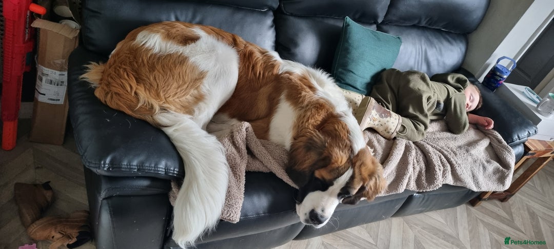 Saint Bernard dogs for sale: 1 year old saint bernard - Image 3