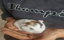 Guinea Pig rodents for sale: Female Guinea pig for sale!! - Image 2