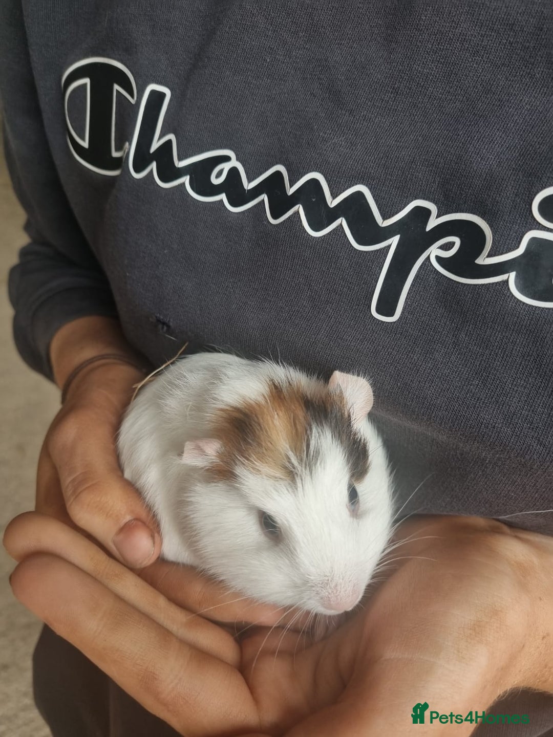 Guinea Pig rodents for sale: Female Guinea pig for sale!! - Image 2