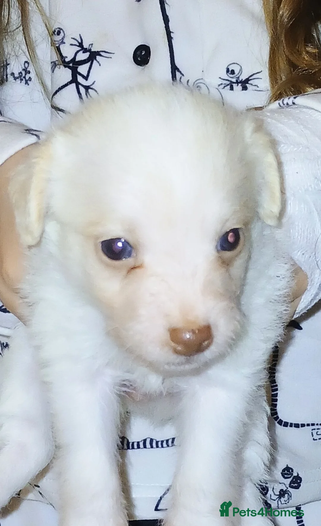 Jackapoo dogs for sale: 🌈 Gorgeous Rainbow Jackapoo Puppies in Newcastle upon Tyne - Advert 10