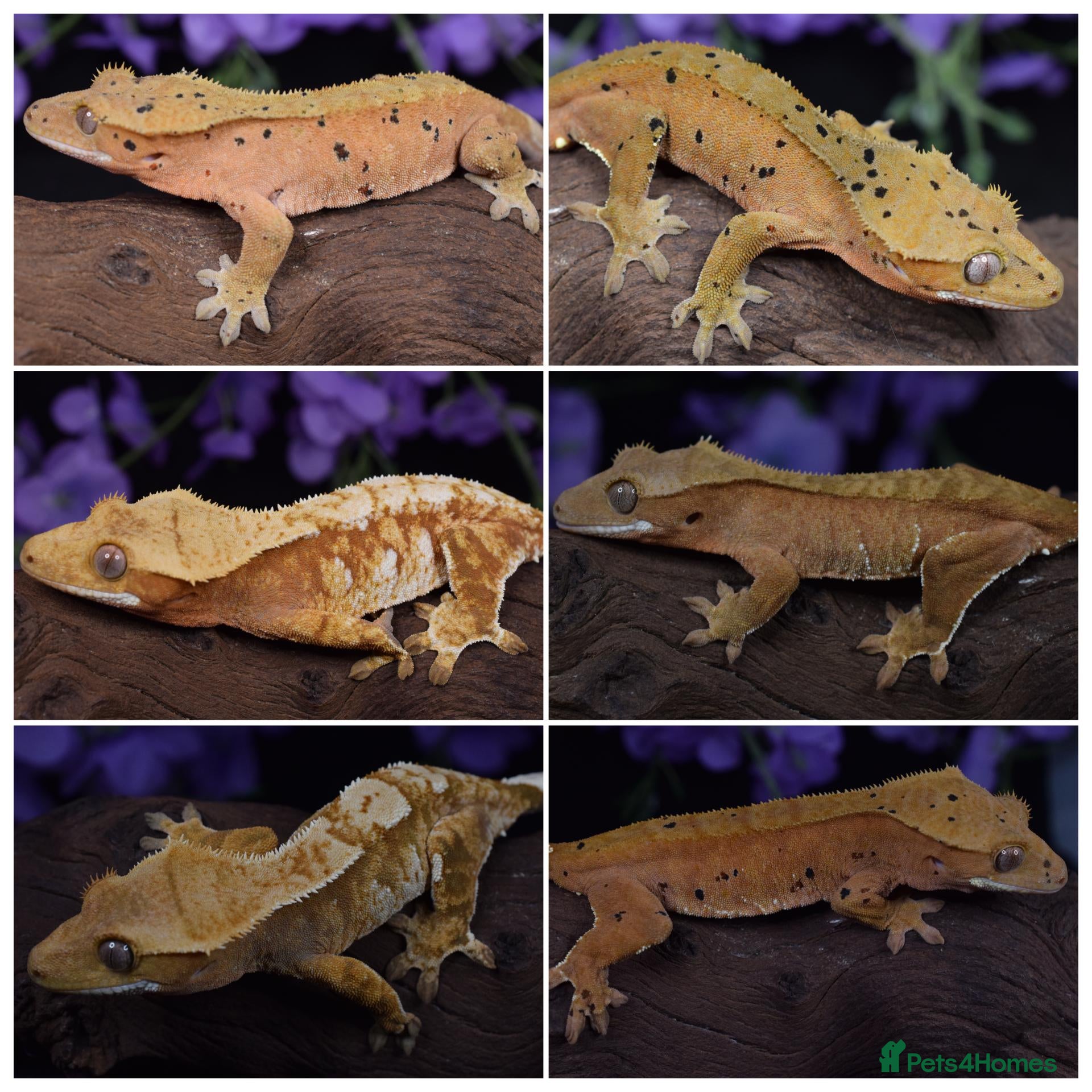 Gecko reptiles High end crested geckos - Advert 1