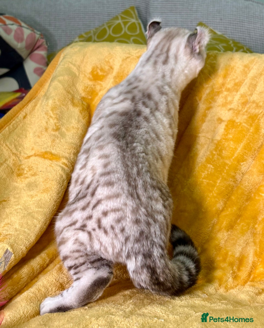 Savannah cats for sale: Breath taking wild looking girl  - Advert 24