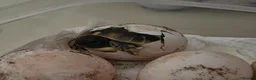 Hermann Tortoise reptiles for sale: Uk Bred Hermann Tortoises ready now! - Advert 2