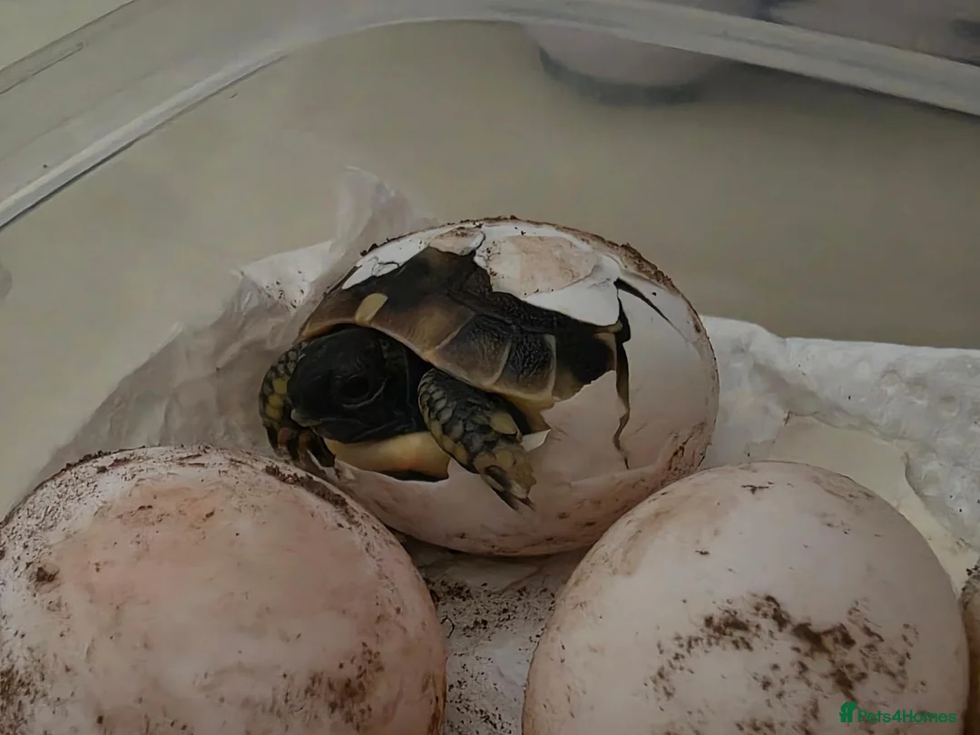 Hermann Tortoise reptiles for sale: Uk Bred Hermann Tortoises ready now! - Advert 2