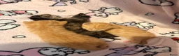 Mixed Breed cats for sale: Kittens for sale in Hounslow - Advert 18